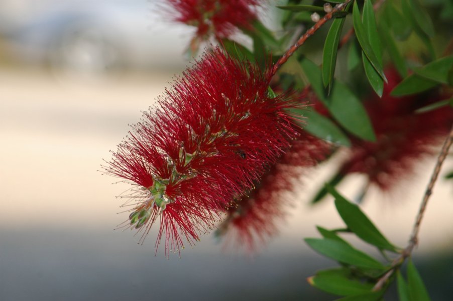 Flor roja - Creixell - Tarragona - Catalunya 1